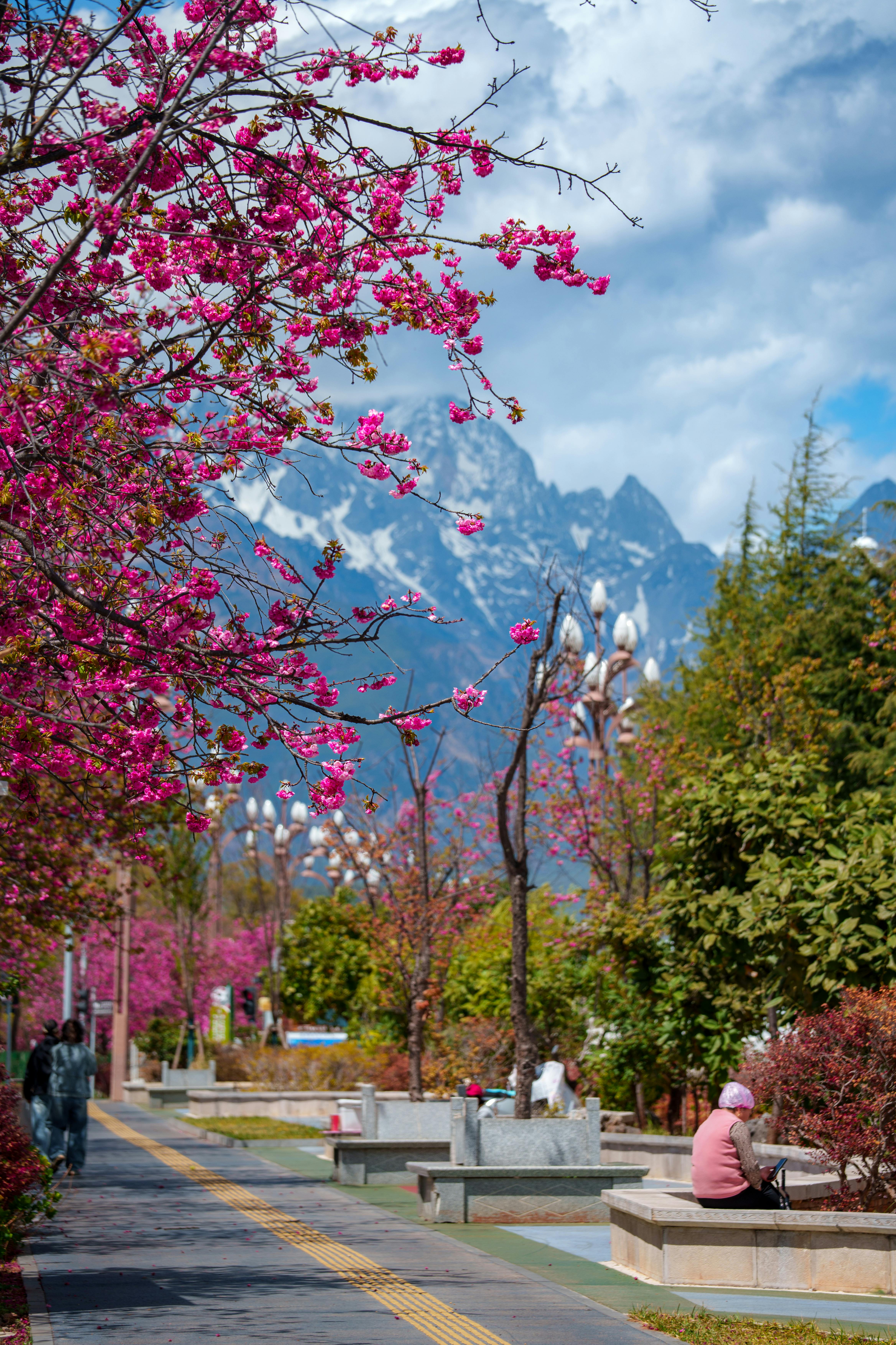 The scenic bloom
