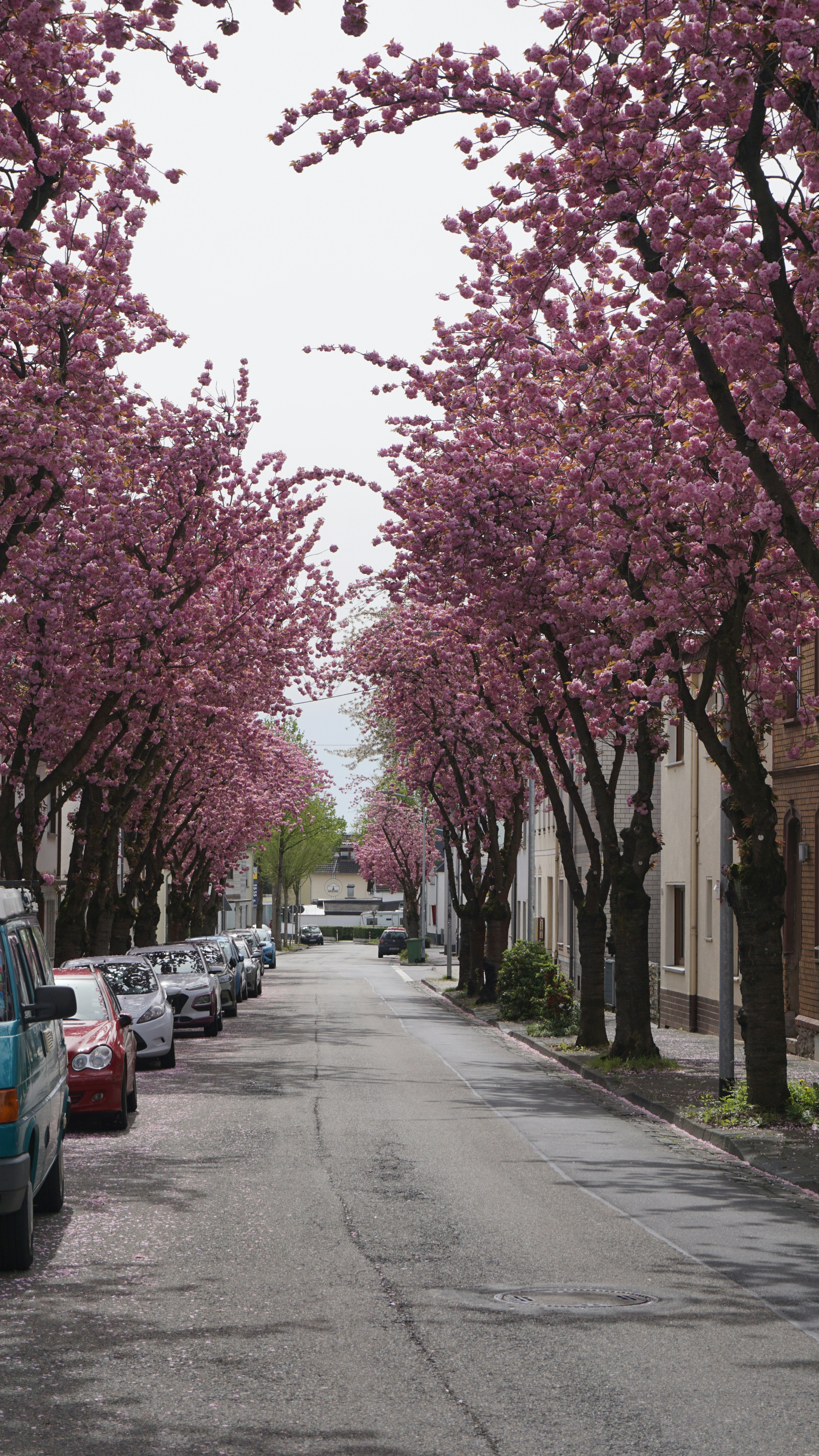 The happy street